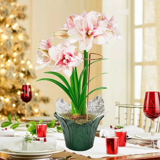 Jumbo Amaryllis With Stake