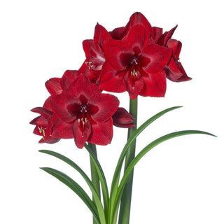 Jumbo Amaryllis With Stake