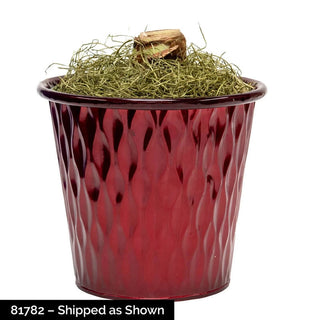 Jumbo Amaryllis With Stake