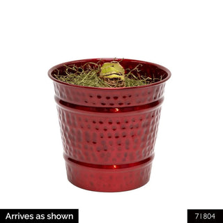 Jumbo Amaryllis With Stake