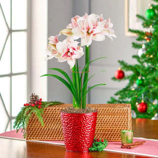Jumbo Amaryllis With Stake