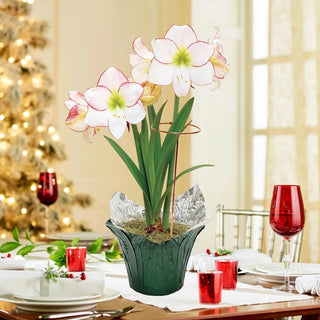 Jumbo Amaryllis With Stake