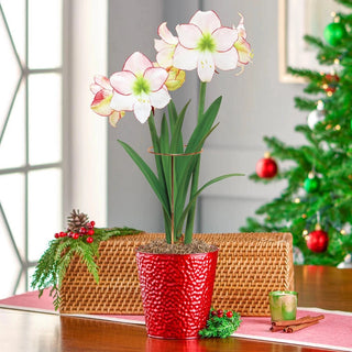Jumbo Amaryllis With Stake