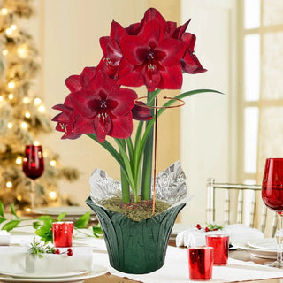 Jumbo Amaryllis With Stake