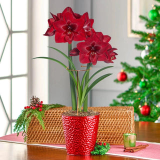 Jumbo Amaryllis With Stake