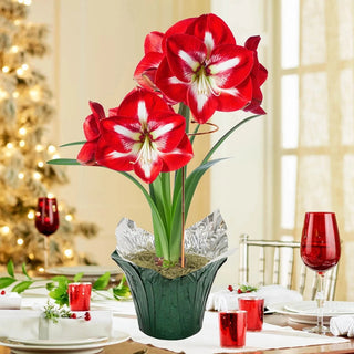 Jumbo Amaryllis With Stake