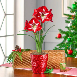 Jumbo Amaryllis With Stake