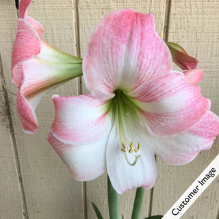 Apple Blossom Amaryllis Bulb