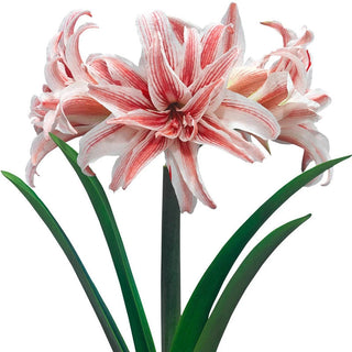 Doublet Amaryllis