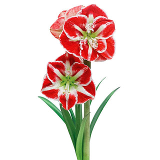 Amaryllis Samba