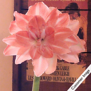 Sunshine Nymph Amaryllis Bulb