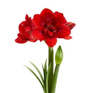 Velvet Nymph Amaryllis