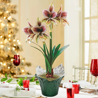 Papilio Amaryllis in Foil Wrapped Pot