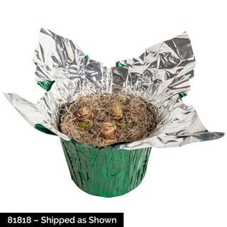 Papilio Amaryllis in Foil Wrapped Pot