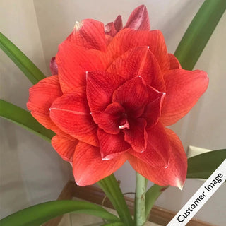 Cherry Nymph Amaryllis Bulb