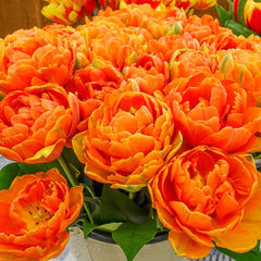 Buy Orange Princess Tulip Bulbs | Parrot Tulips | Breck's