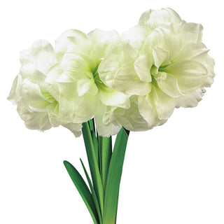Amaryllis Alfresco