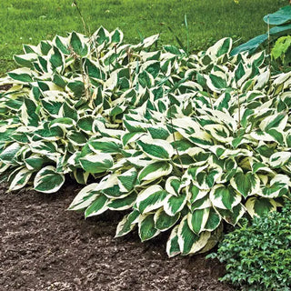 Patriot Hosta
