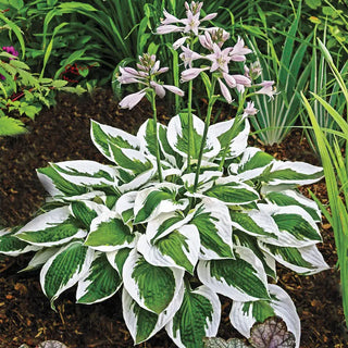 Patriot Hosta