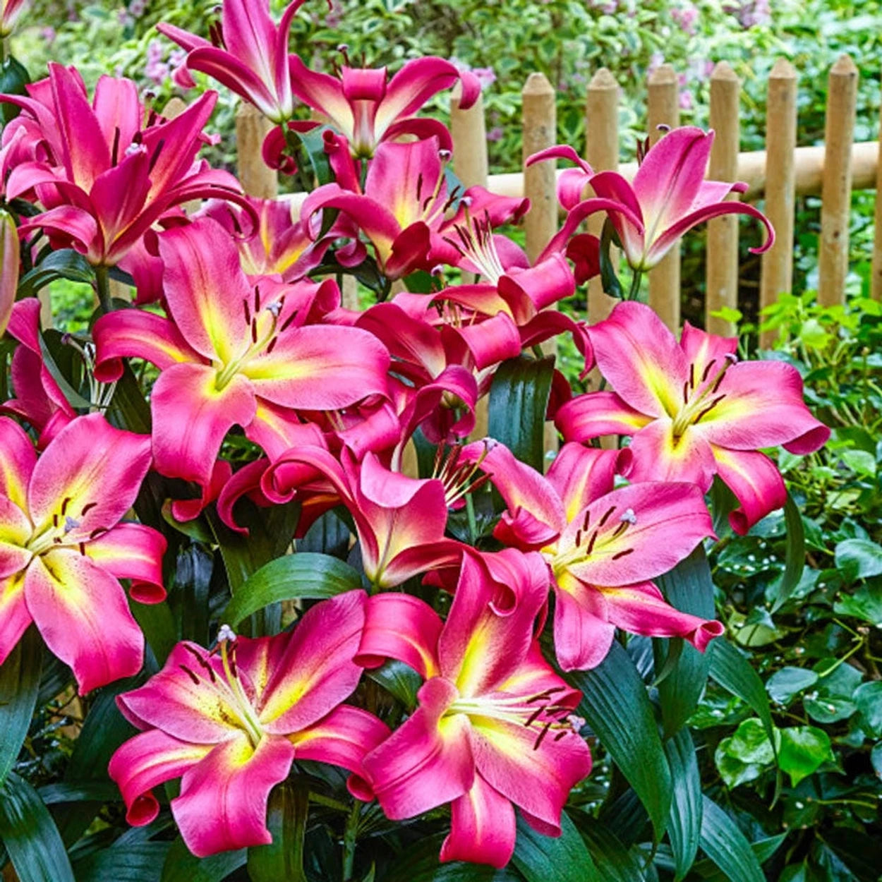 forest lily flower Fragrant Forest Lily Tree® Collection