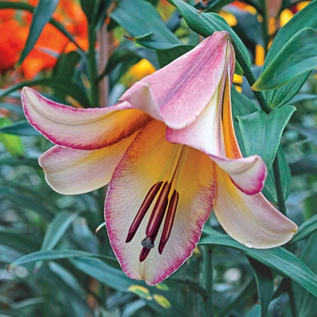 forest lily flower Fragrant Forest Lily Tree® Collection