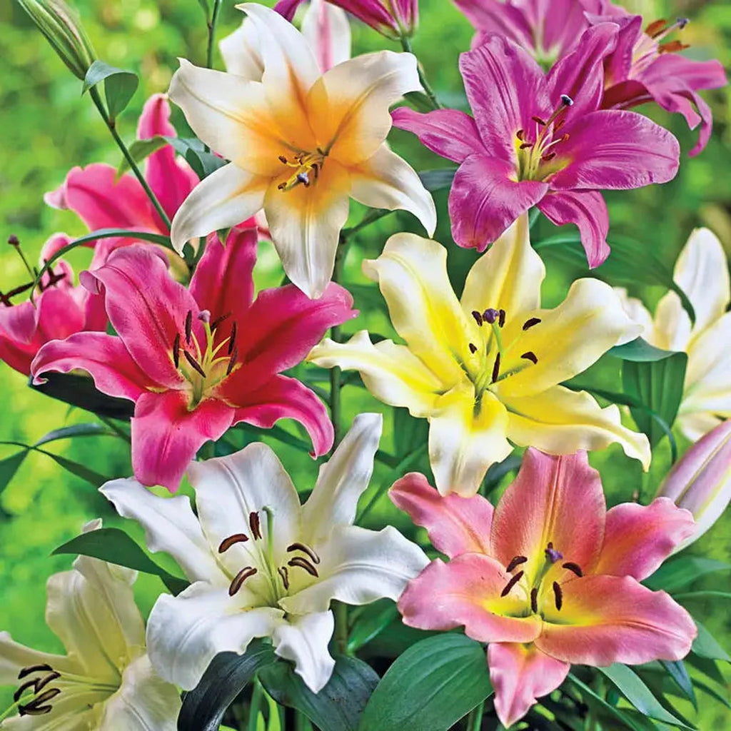 Breckse Lily Tree Mixture for Sale | Breck's – Brecks