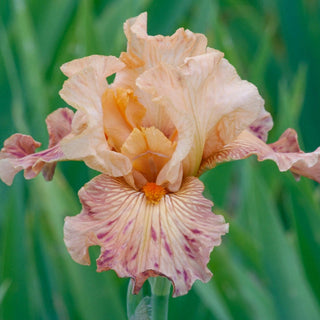 Autumn Sunrise Reblooming Bearded Iris