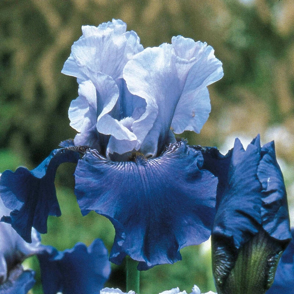 Best Bet Reblooming Tall Bearded Iris | Breck's