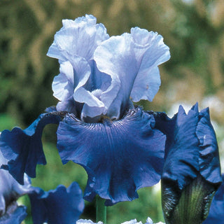 Best Bet Reblooming Bearded Iris