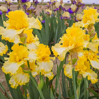 Beauty Becomes Her Bearded Iris