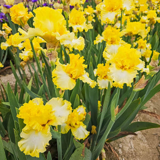 Beauty Becomes Her Bearded Iris