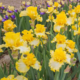 Beauty Becomes Her Bearded Iris