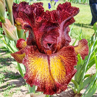 Sorbonne Bearded Iris
