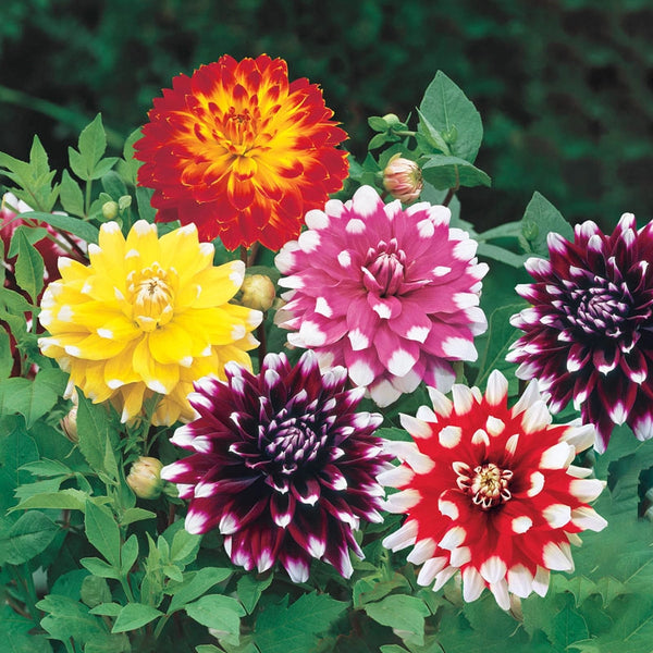 Bicolour Dinnerplate Dahlia Mixture | Shop Online | Breck's