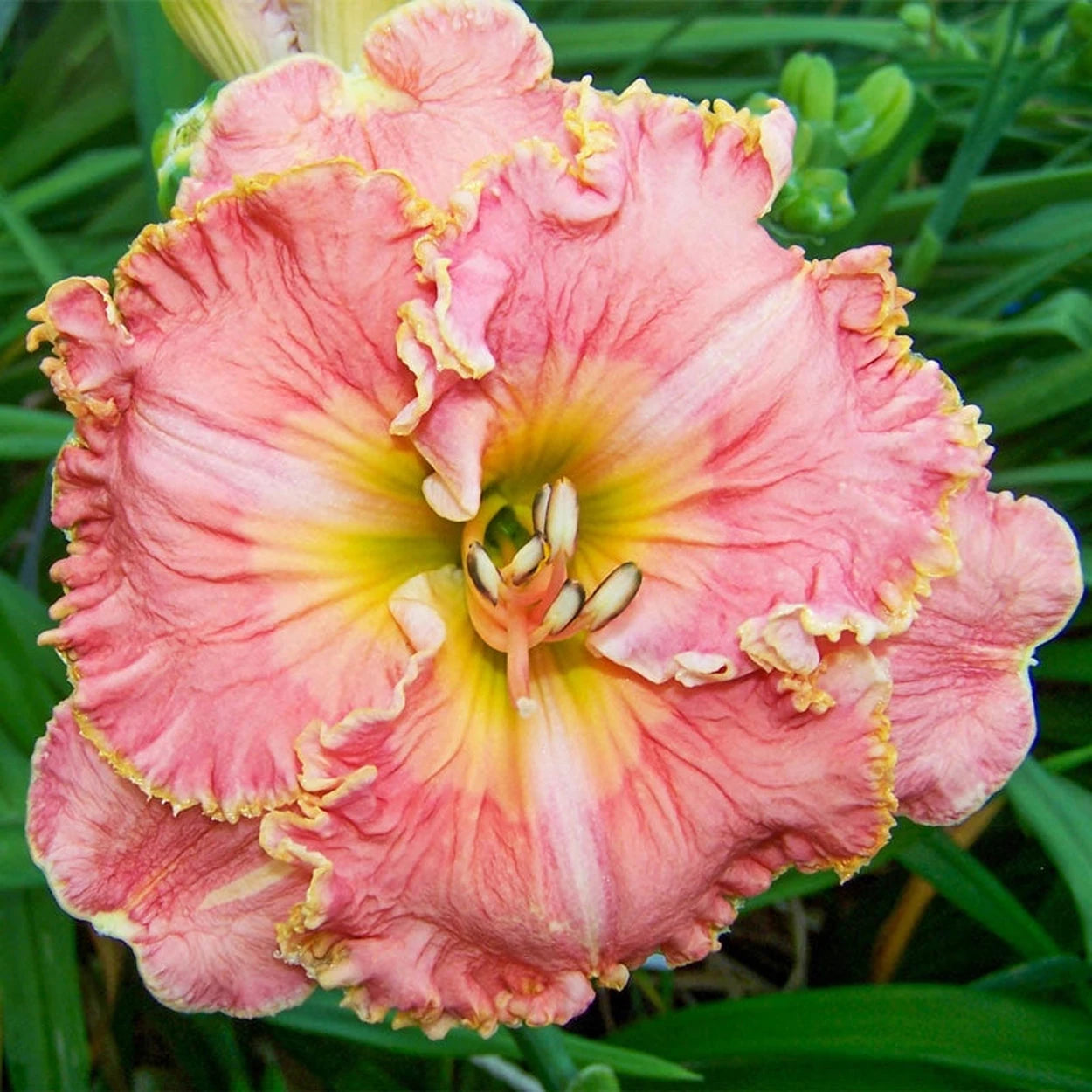 hill lily flower Blossom Hill Reblooming Daylily | Daylilies