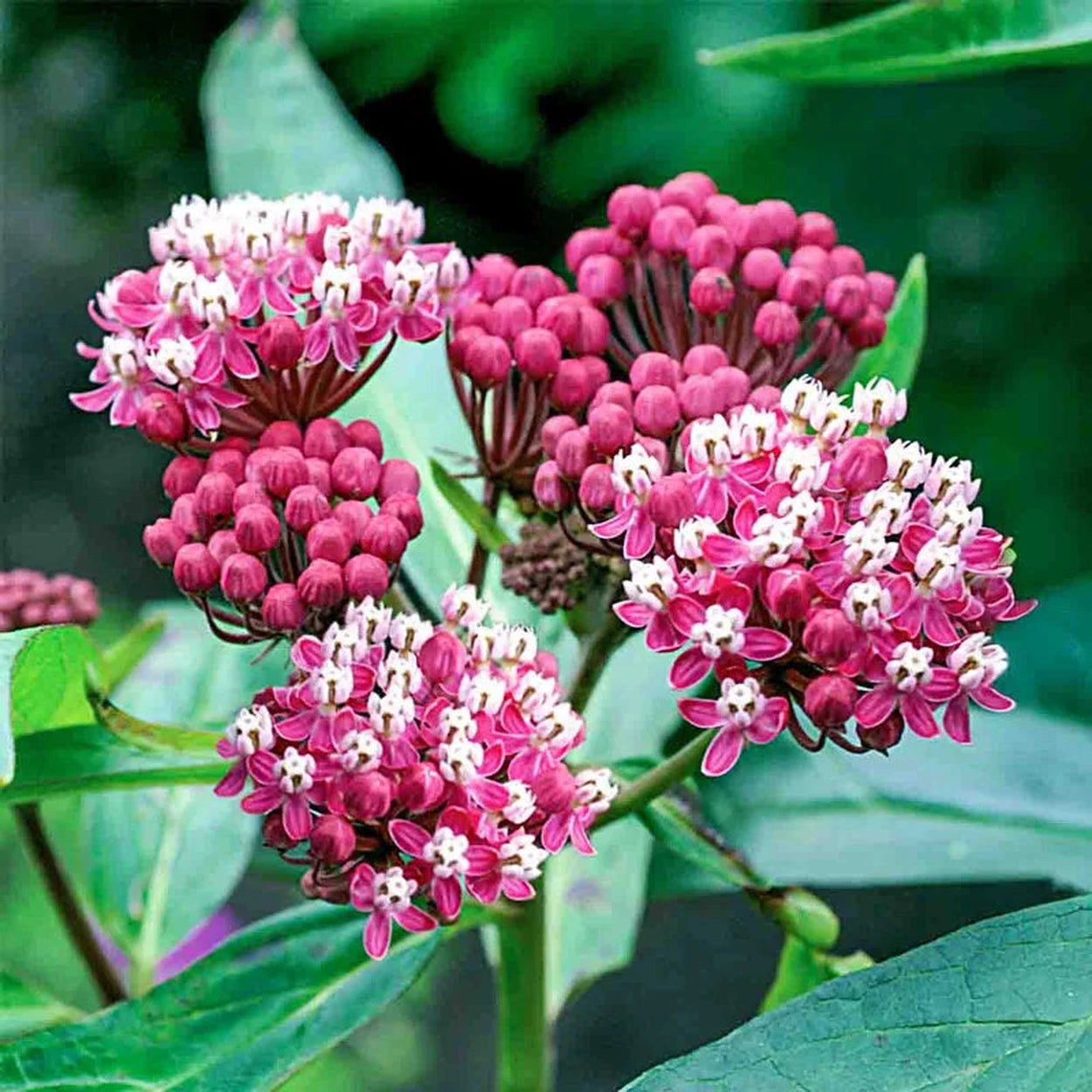 milkweed succulent Cinderella Swamp Milkweed