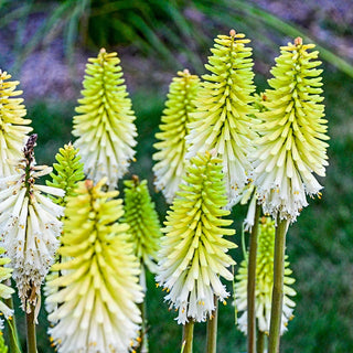 Lady Luck Red Hot Poker