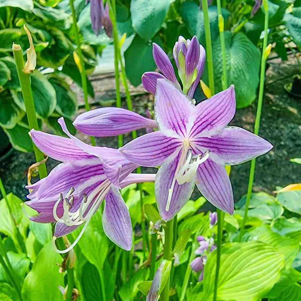 tiger lily hosta Siberian Tiger Hosta