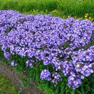 Younique Roundabout Phlox