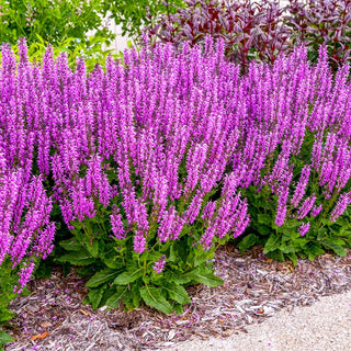 Back To The Fuchsia Salvia