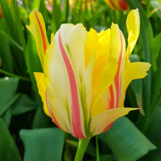 Frejus Tulip