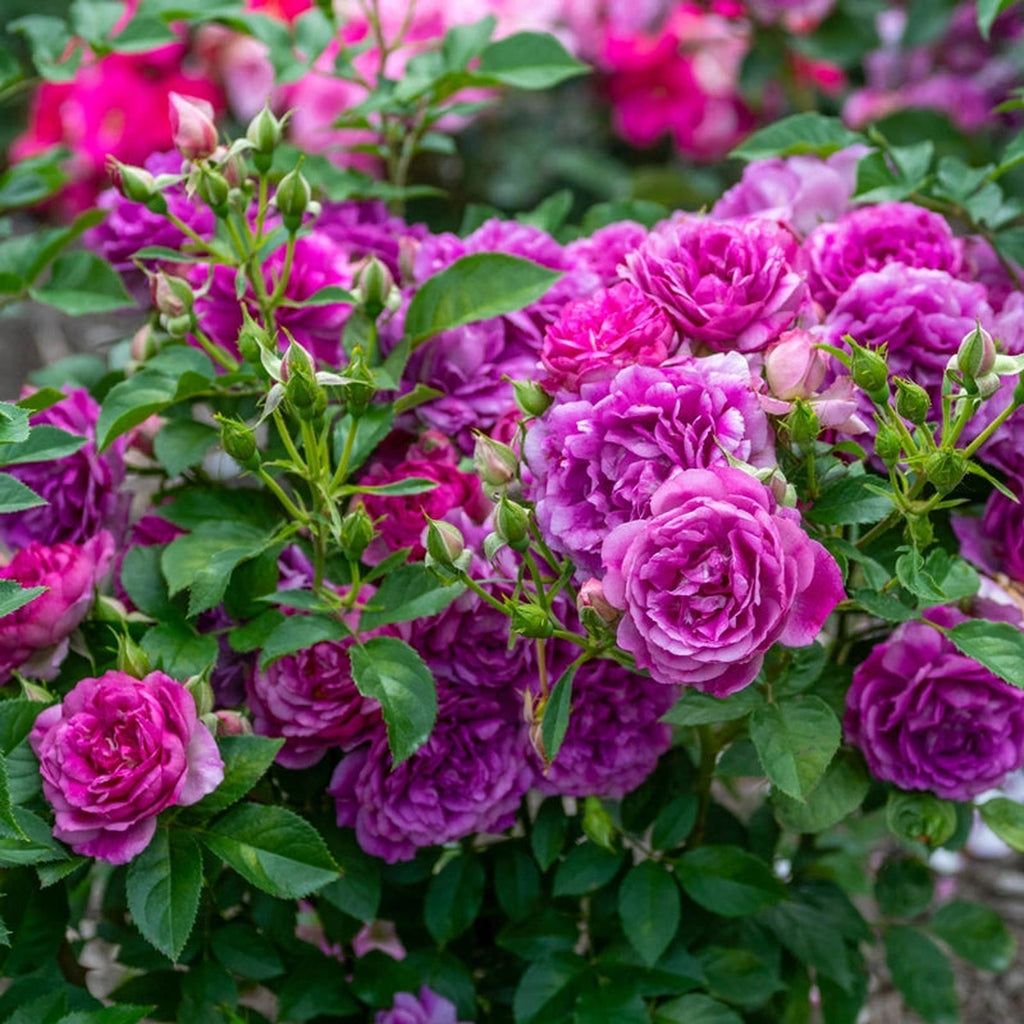 Sultry Night™ Shrub Rose – Breck's