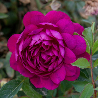 Sultry Night™  Shrub Rose