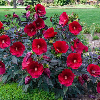 Sweet Sultry Hibiscus Collection
