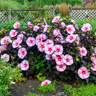 Sweet Sultry Hibiscus Collection