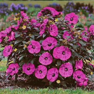 Sweet Sultry Hibiscus Collection