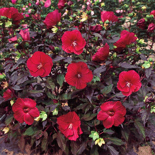 Midnight Marvel Hibiscus