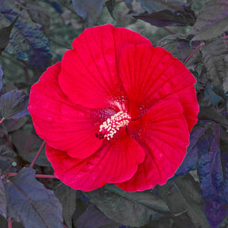 Midnight Marvel Hibiscus