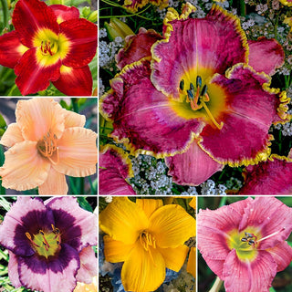 Most Popular Reblooming Collection Daylily