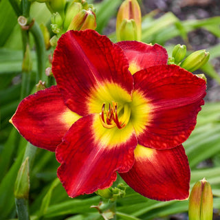 Most Popular Reblooming Collection Daylily